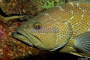 Paralabrax maculatofasciatus-La Paz Epave Fang Ming-23m-20181026-Denis-ADER-DSC_0388_tn